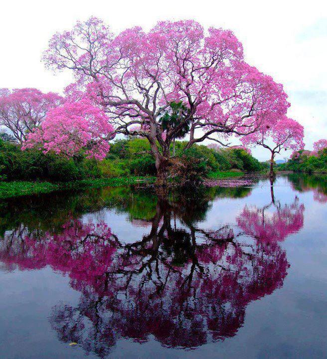 Необычные деревья Copac-roz-in-oglinda
